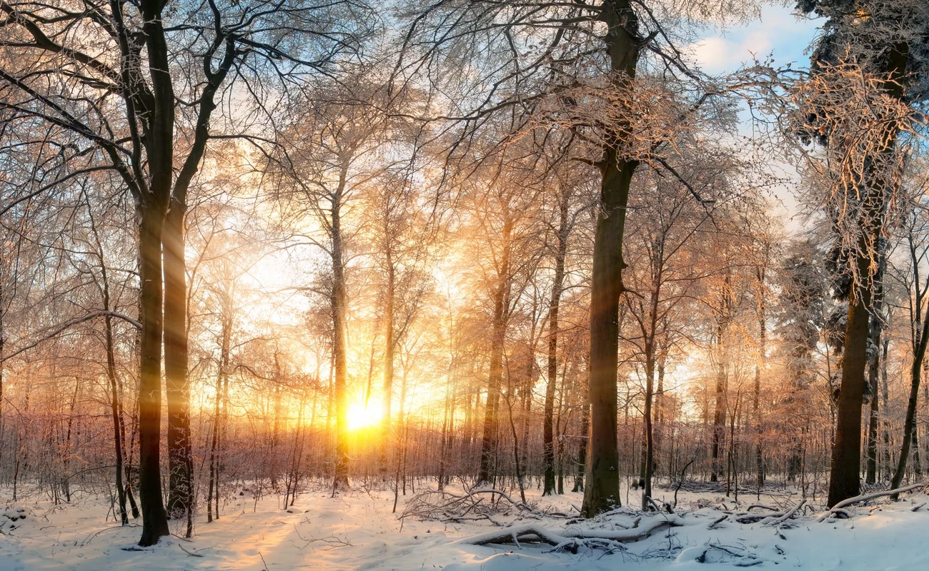 Panoramic witner lanscape at sunset, with gold rays of light illumining the snow covered trees
