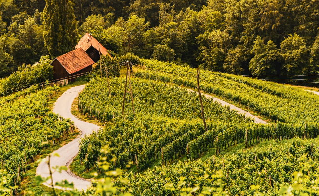 Famous Heart shaped wine road in Austria , Slovenia in summer, Heart form - Herzerl Strasse with a couple, surrounded with vineyards in summer. Tourist spot