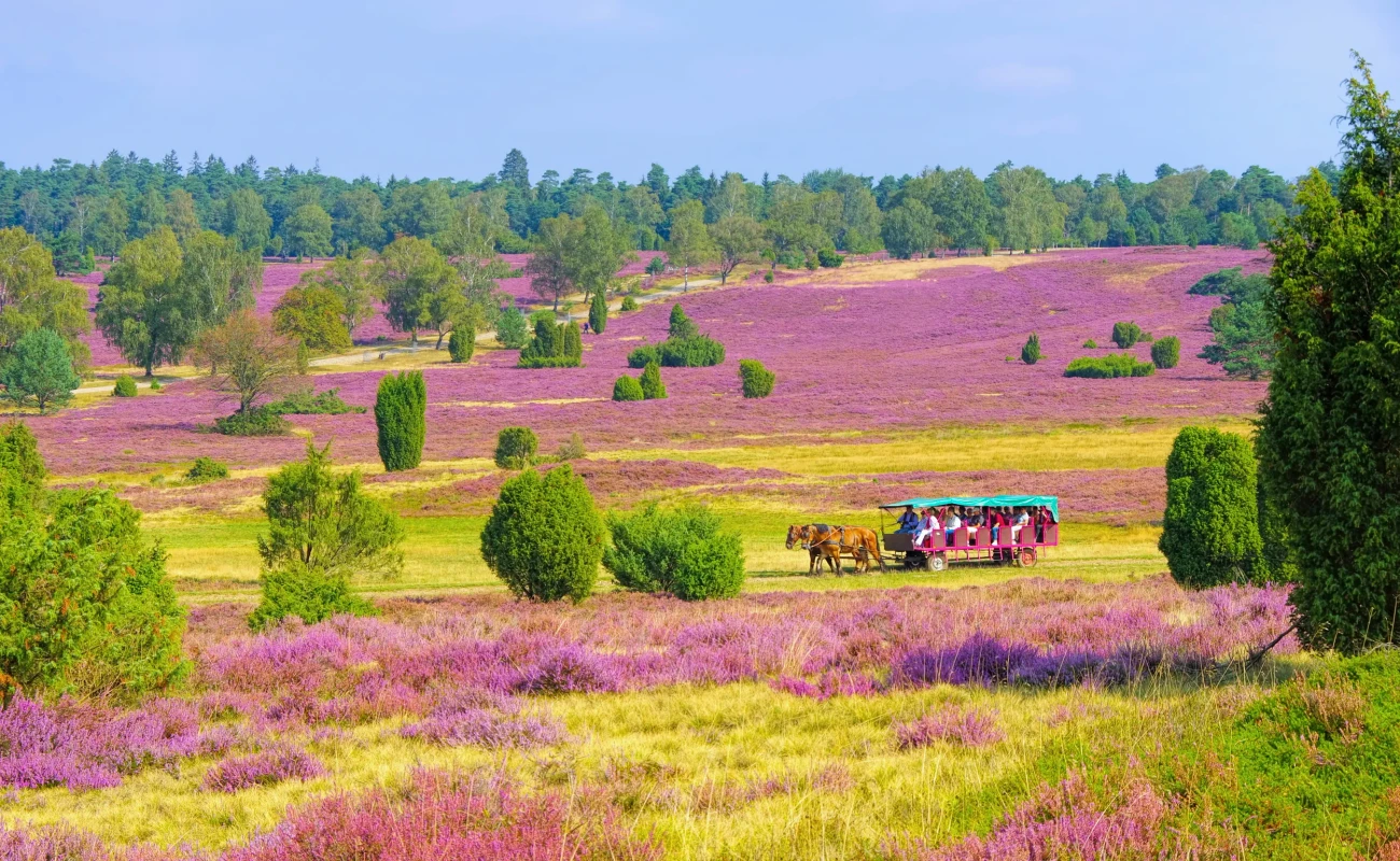 Lüneburger Heide im Herbst bei Wilsede - landscape Lueneburg Heath in autumn near Wilsede