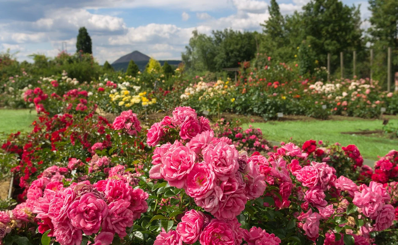 ©Rosarium Sangerhausen