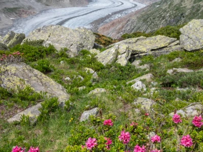 view over the mighty Aletsch Glacier in Switzerland with wildflowers