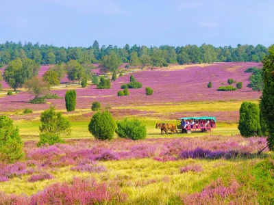 Lüneburger Heide im Herbst bei Wilsede - landscape Lueneburg Heath in autumn near Wilsede
